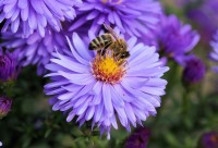 Bee_pollen.jpg